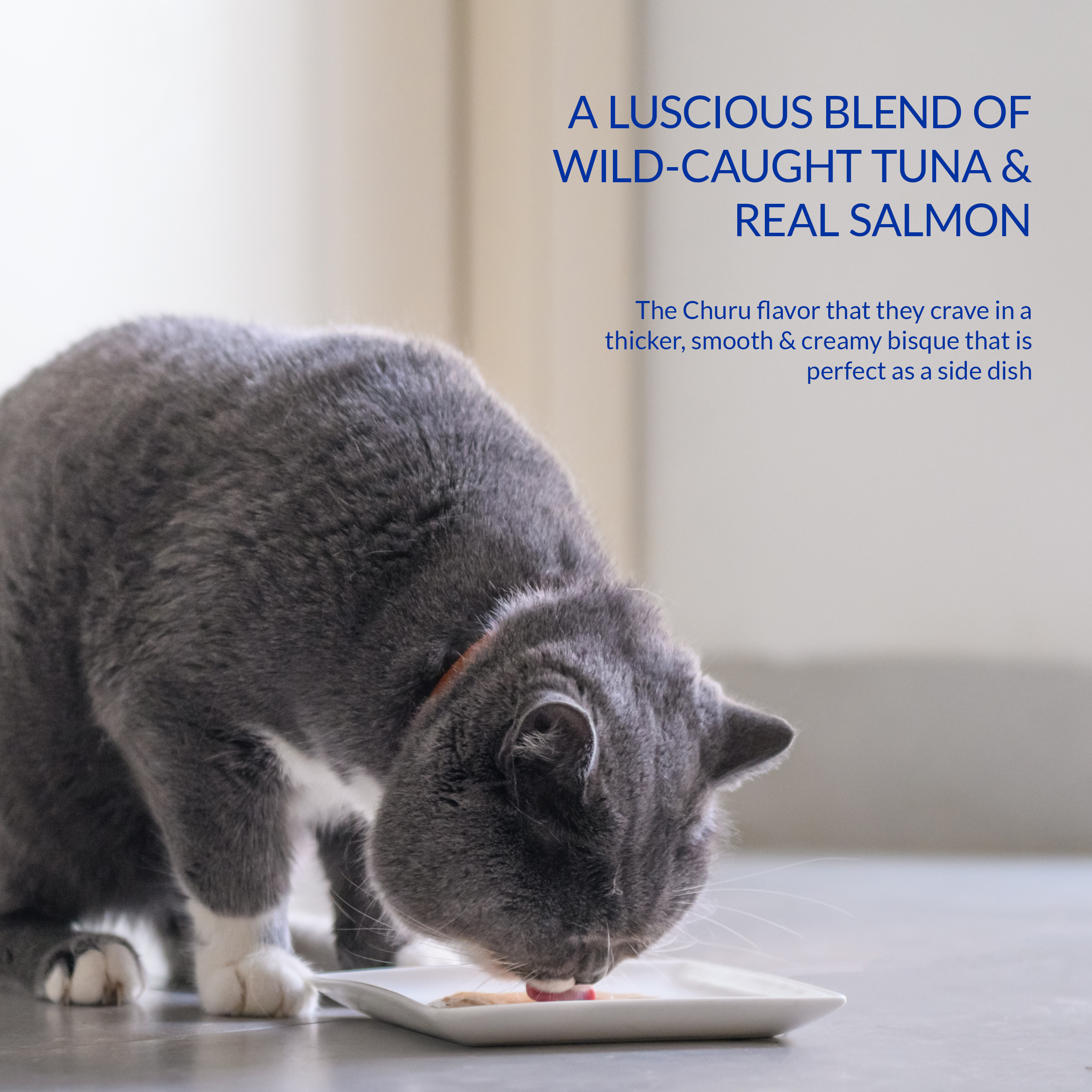 The British short hair cat is eating food