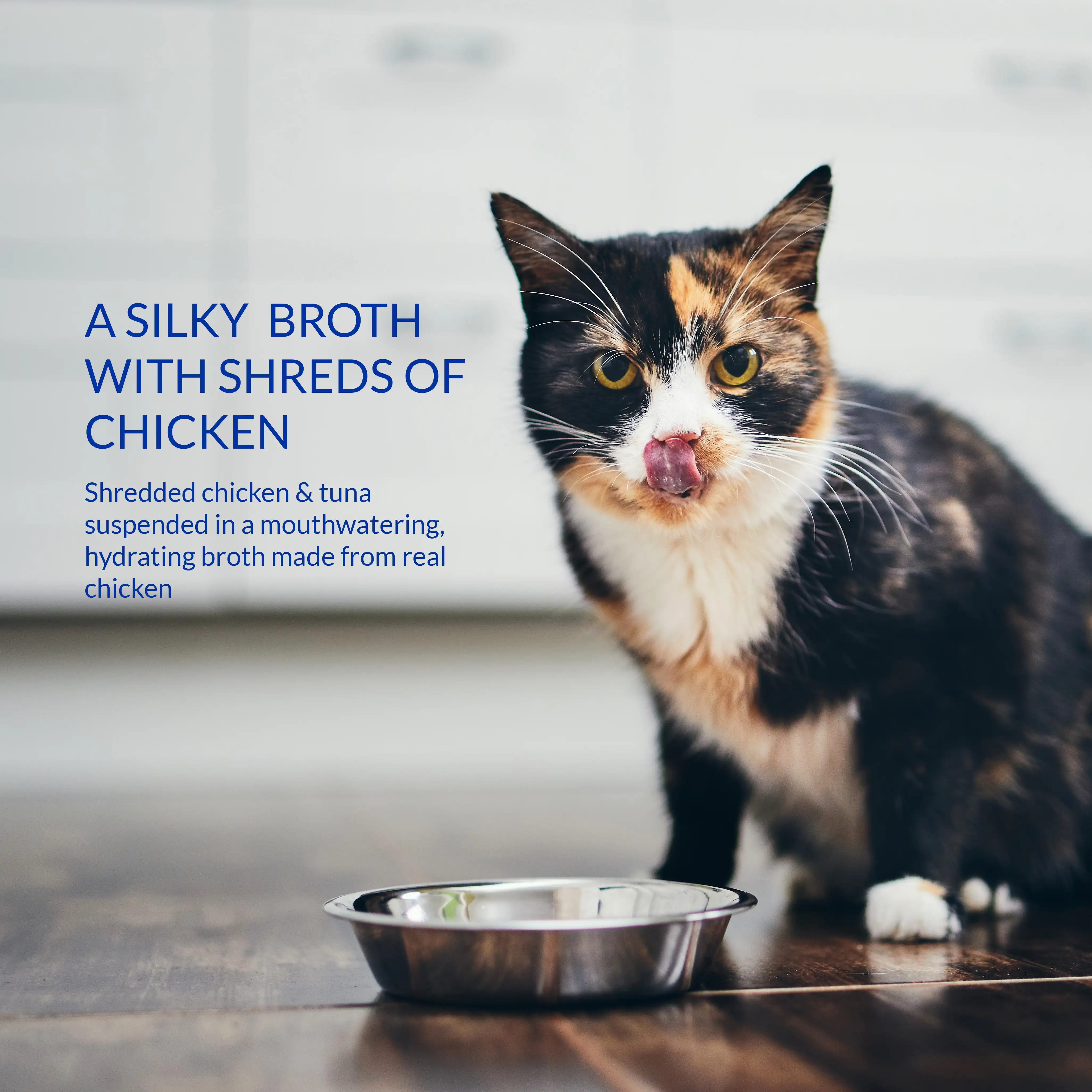 Hungry cat at home kitchen