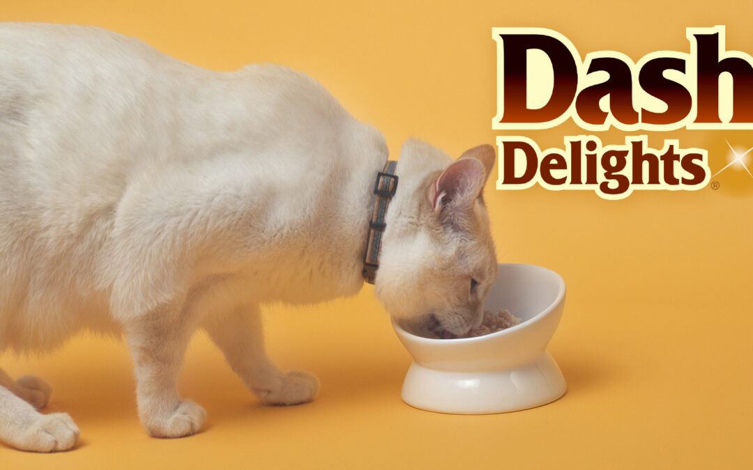 Introducing Dashi Delights