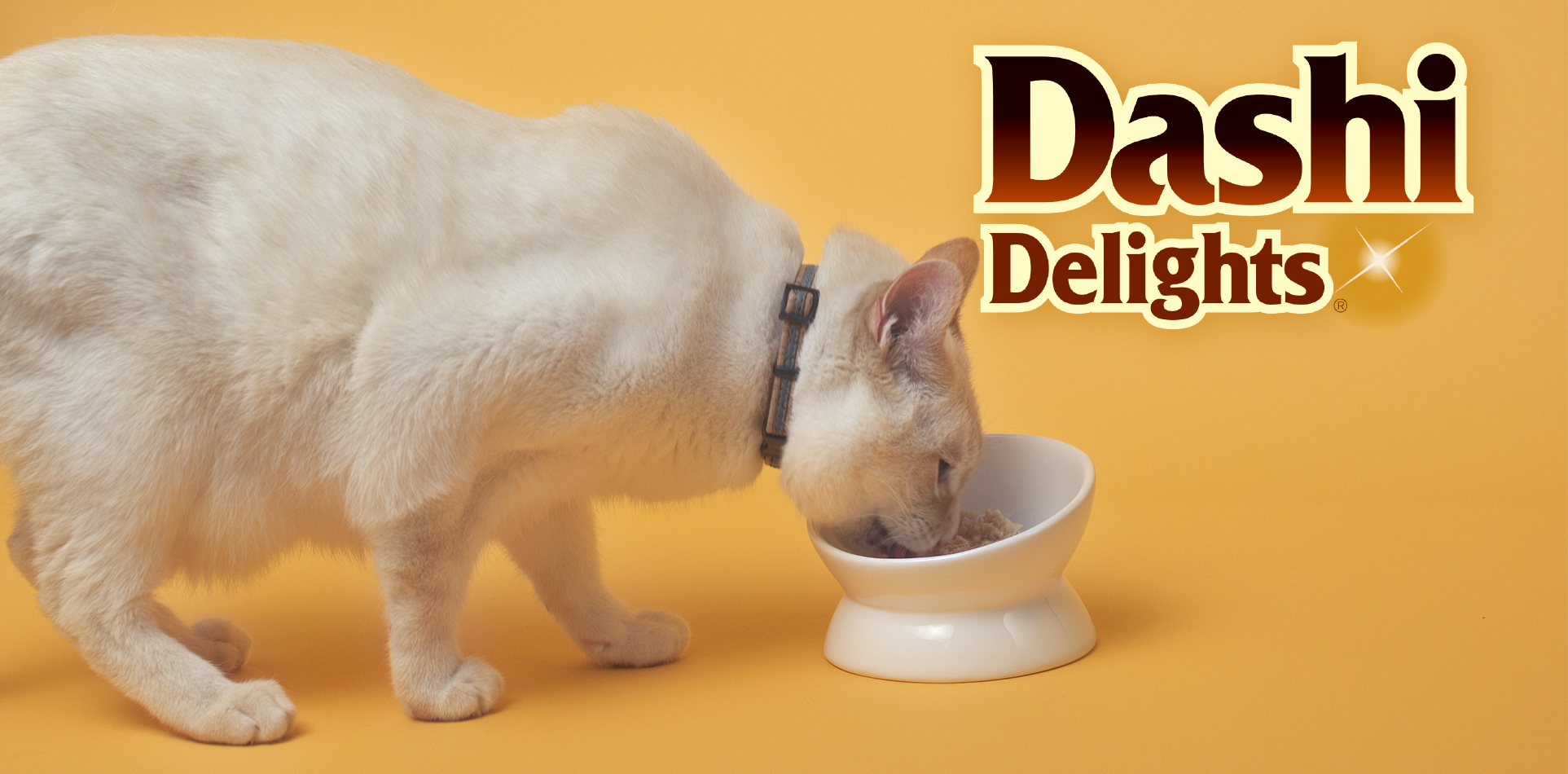 White cat eating Dashi Delights in a raised white bowl